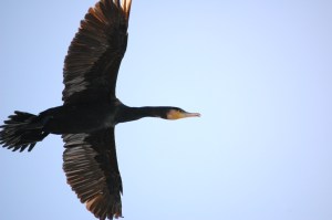 Cormorano (Phalacrocorax carbo)