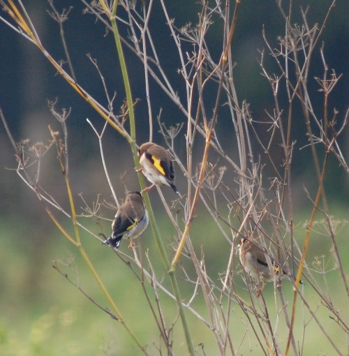 Cardellini (Carduelis carduelis)
