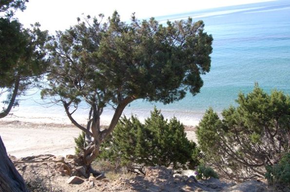 dune, ginepri, spiaggia, mare