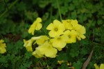 Oxalis pes-caprae