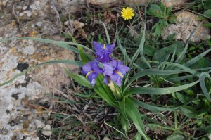 Iris planifolia