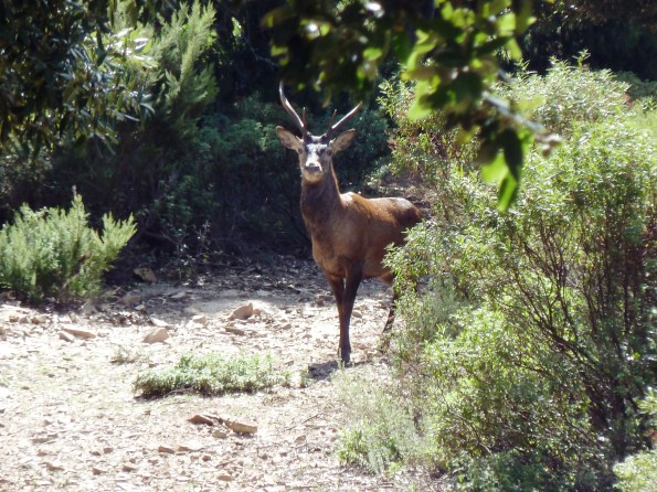 Cervo sardo (Cervus elaphus corsicanus)