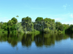 foresta pluviale, Brasile