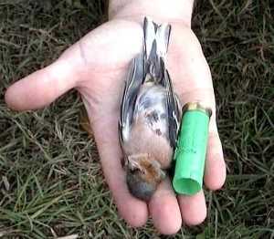 fringuello-cartuccia