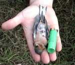 fringuello-cartuccia