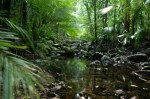 lush_rainforest