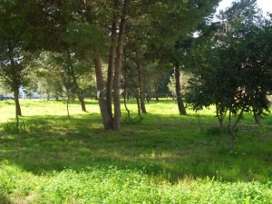 Oristano, parco Via Versilia