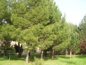 Oristano, parco Via Versilia