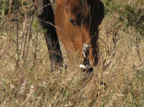 Cavallo e Gallina prataiola