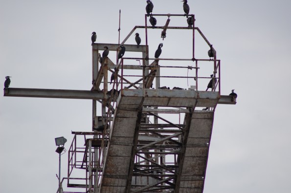 Cormorani su impianti salinieri
