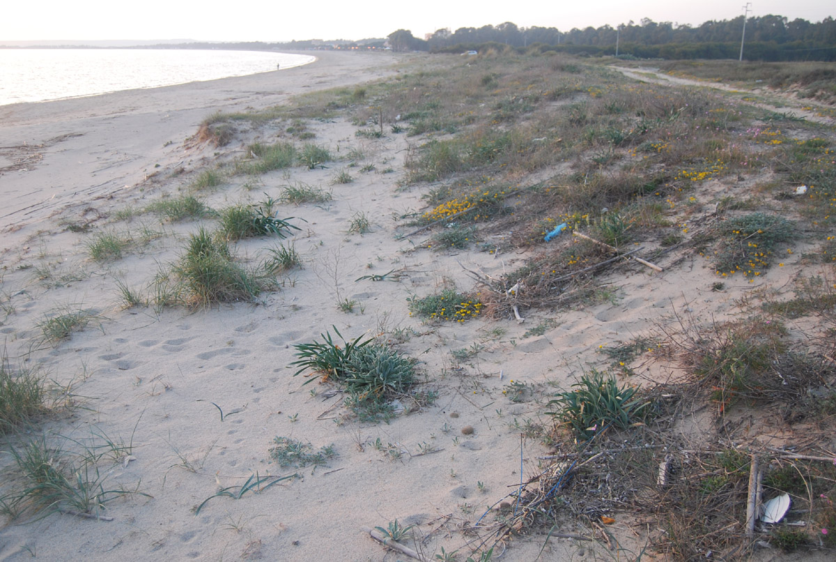 Oristano, Torregrande, duna sabbiosa