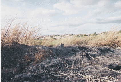 incendio in zona umida