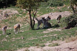 branco di Lupo europeo (Canis lupus lupus)
