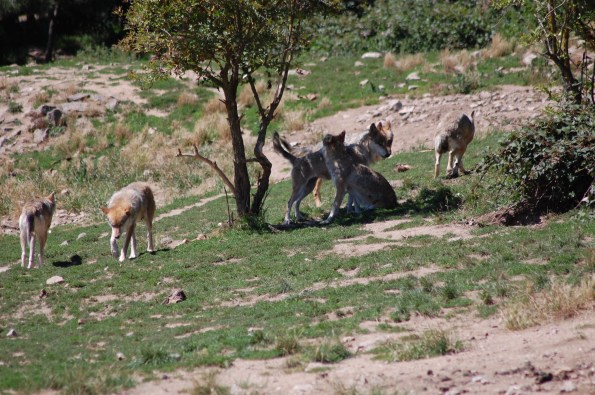 branco di Lupo europeo (Canis lupus lupus)