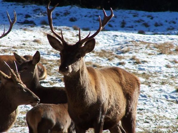 Cervo europeo (Cervus elaphus)