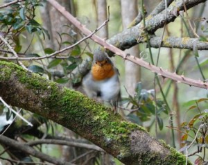 Pettirosso (Erithacus rubecula)