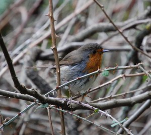 Pettirosso (Erithacus rubecula)