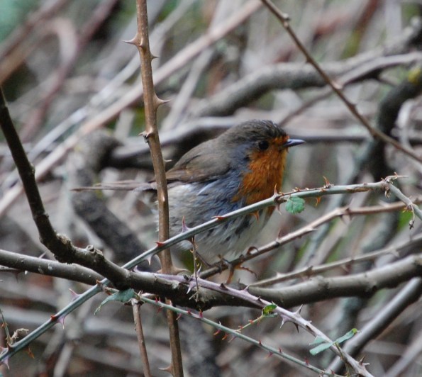 Pettirosso (Erithacus rubecula)