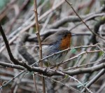 Pettirosso (Erithacus rubecula)