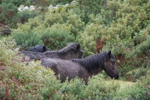 Giara, Cavallini della Giara (Equus caballus giarae)