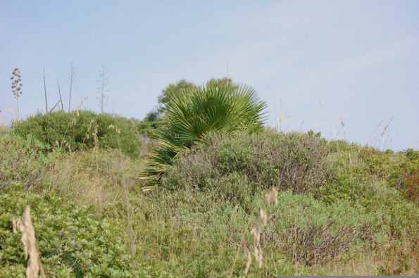 Cagliari, Sella del Diavolo, Palma di San Pietro