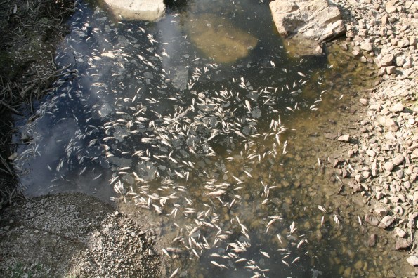 Fiume Biscubio, pozza d'acqua residua