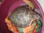 La Maddalena, liberazione di Tartarughe marine (Caretta&nbsp;caretta)