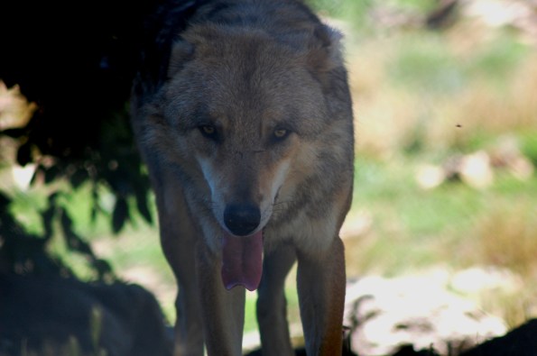 Lupo europeo (Canis lupus lupus)