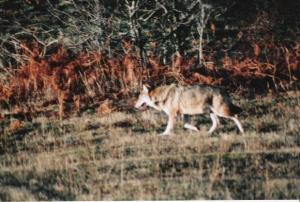 Lupo italiano o appenninico (Canis lupus italicus)