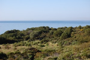 Sardegna, macchia mediterranea sul mare