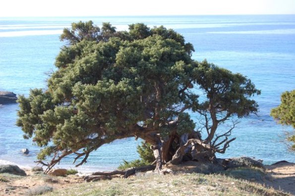 Sardegna, ginepro sul mare