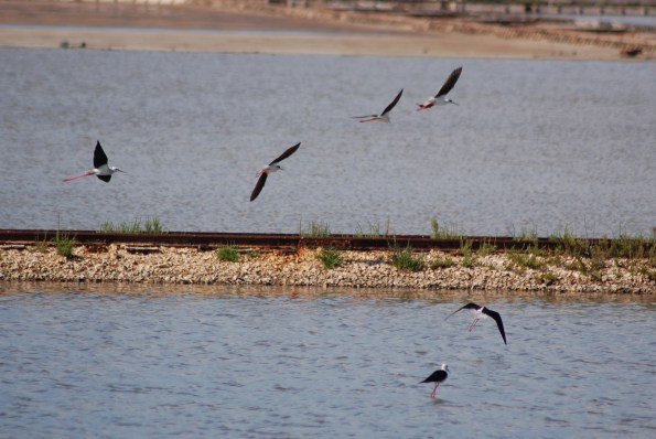 Cavalieri d'Italia (Himantopus himantopus) nelle Saline di Carloforte