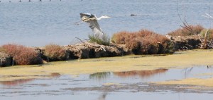 Airone cenerino  (Ardea cinerea)