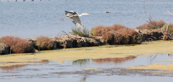 Airone cenerino (Ardea cinerea)