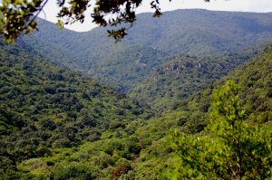 Sardegna, foresta mediterranea