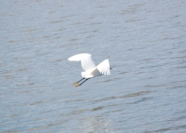 Garzetta (Egretta garzetta)