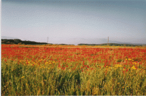 Sardegna, paesaggio agrario