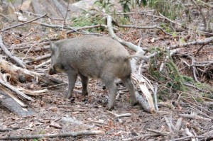 Cinghiale (Sus scrofa)