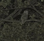 Gufo reale (Bubo&nbsp;bubo)