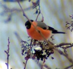 Ciuffolotto (Pyrrhula pyrrhula)