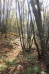 Trino Vercellese, Bosco delle&nbsp;Sorti