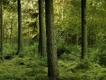 Trino Vercellese, Bosco delle&nbsp;Sorti