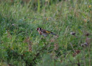 Cardellino (Carduelis carduelis)