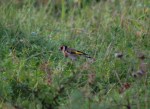 Cardellino (Carduelis carduelis)