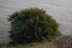 Palma di San Pietro (Chamaerops&nbsp;humilis)