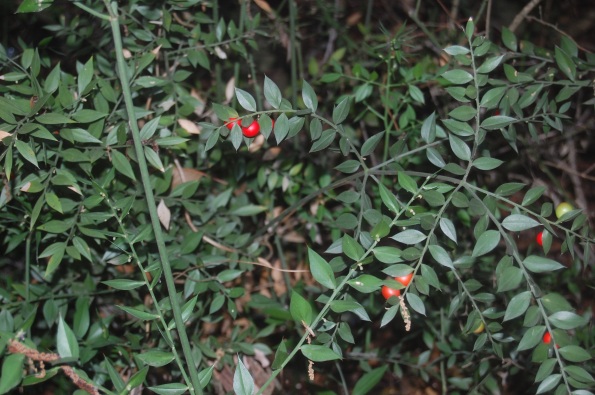 Pungitopo (Ruscus aculeatus)