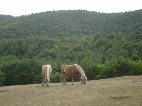 Toscana, cavalli al pascolo
