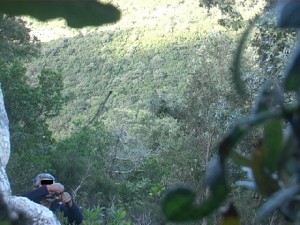 bracconiere intento a smagliare un tordo dalla rete