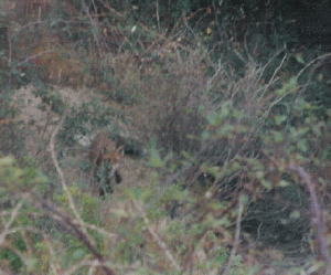 Volpe (Vulpes vulpes)