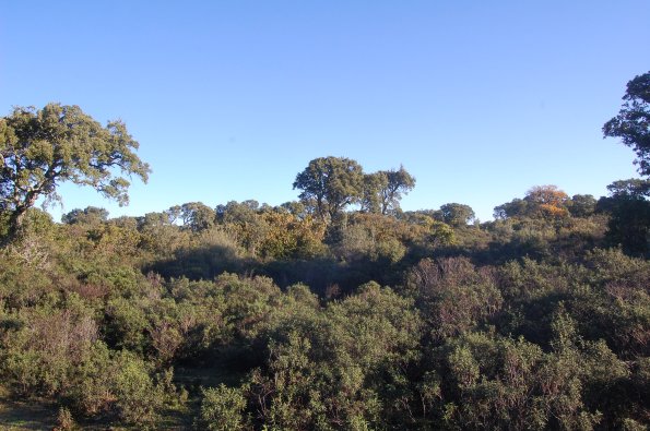 Sardegna, Giara, bosco mediterraneo